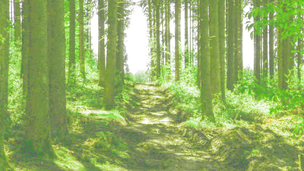 Hluboký les - Individuální psychoterapie